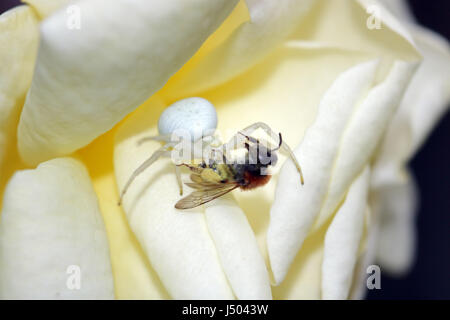 Epsom, Surrey, UK. 14 mai 2017. Une araignée crabe blanc a capturé et tué une abeille sur un jardin rose à Epsom dans le Surrey. Credit : Julia Gavin UK/Alamy Live News Banque D'Images