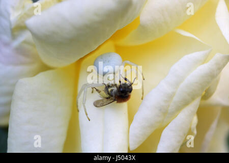 Epsom, Surrey, UK. 14 mai 2017. Une araignée crabe blanc a capturé et tué une abeille sur un jardin rose à Epsom dans le Surrey. Credit : Julia Gavin UK/Alamy Live News Banque D'Images