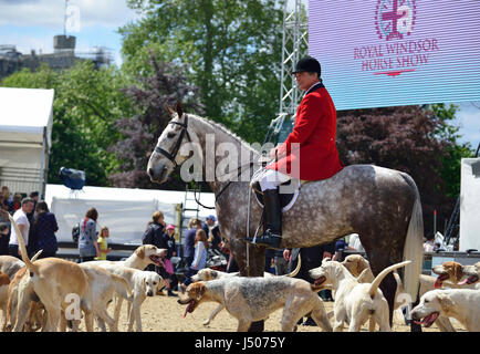 Windsor, Royaume-Uni. 14 mai, 2017. Le Royal Windsor Horse Show 2017 Rencontrez des Hounds événement lorsque le public peut entrer dans l'Arène de château 'pat les chiens sur le dernier jour de la Royal Windsor Horse Show Credit Gary Blake/Alamy Live News Banque D'Images