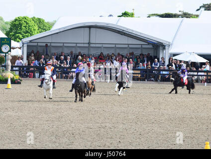 Windsor, Royaume-Uni. 14 mai, 2017. Le Royal Windsor Horse Show 2017 Finale du poney Shetland Grand National parrainé par Sandra et Martin Wood dans le château Arena le dernier jour de la Royal Windsor Horse Show Credit Gary Blake/Alamy Live News Banque D'Images