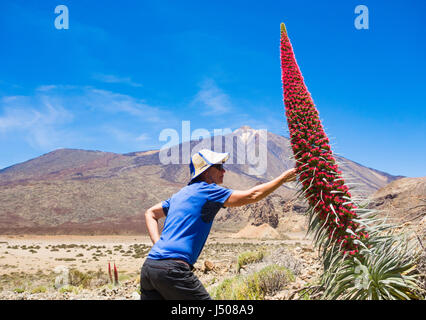 El Teide, Tenerife, Canaries, Espagne. Female hiker à côté de la floraison Echium Wildpretii (nom local, Tajinaste Rojo ) dans le parc national du Teide. Banque D'Images