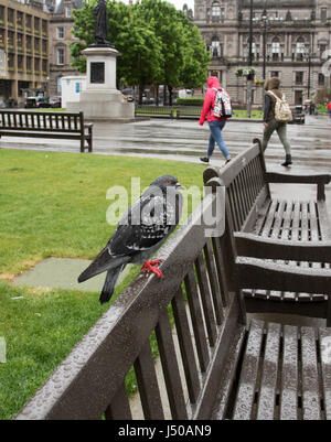 Glasgow, Royaume-Uni. Le 15 mai 2017. Météo britannique. Jour misérable humide à Glasgow Crédit : ALAN OLIVER/Alamy Live News Banque D'Images