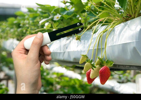 L'agriculture, de l'intelligent concept de capteur. Hand holding smart matériel pour mesurer l'humidité, ph, azote, phosphore, potassium et du soleil dans le sol avec str Banque D'Images