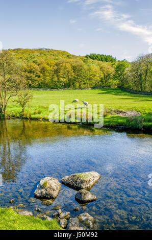 La rivière Kent, près de Staveley, Cumbria avec des rochers en premier plan et la forêt au loin. Banque D'Images