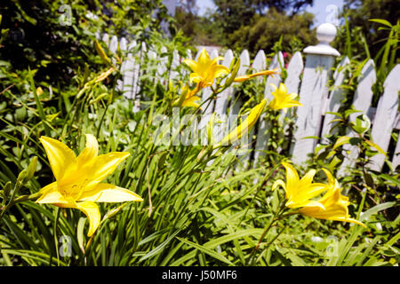 Greenville Alabama,fleur,fleur,fleur,jardin,barrière de piquetage blanche,AL080521023 Banque D'Images