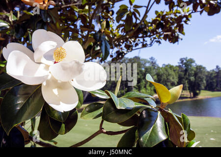 Greenville Alabama, Sherling Lake Park, magnolia, Blossom, AL080521043 Banque D'Images