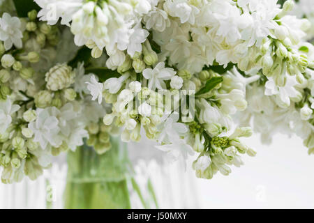 Bouquet de lilas blanc fleurs.fleurs lilas parfumés, selective focus Banque D'Images