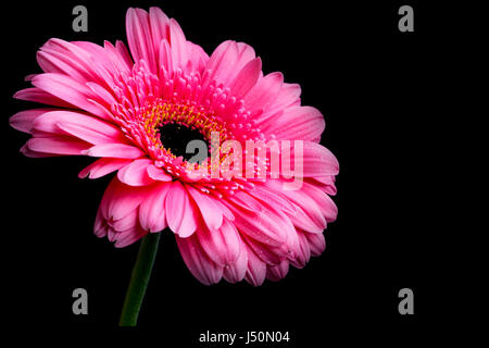 Gerbera rose fleur avec pétales gouttes d'eau sur sur fond sombre Banque D'Images