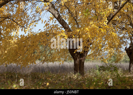 Chêne avec des feuilles jaunes dans les bois Banque D'Images