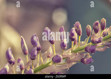 Macro de bourgeons au printemps wisteria Banque D'Images