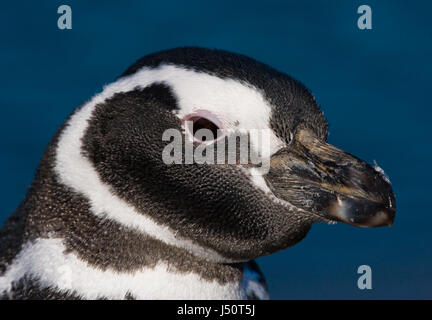 Portrait de manchots de Magellanic. Gros plan. Argentine. Peninsula Valdes. Banque D'Images