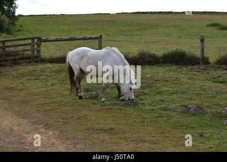 Poney sauvage blanc sur pâturage commun Roydon Roydon, réserve naturelle, Norfolk, Royaume-Uni Banque D'Images