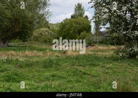 Les poneys sauvages sur des terres communes dans le Roydon, Norfolk, Royaume-Uni Banque D'Images