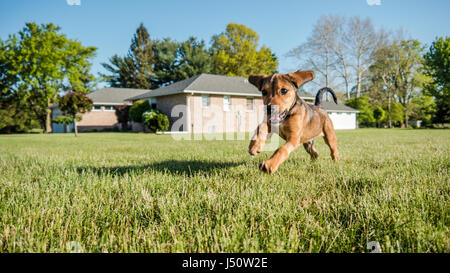 Beagle Puppy Banque D'Images