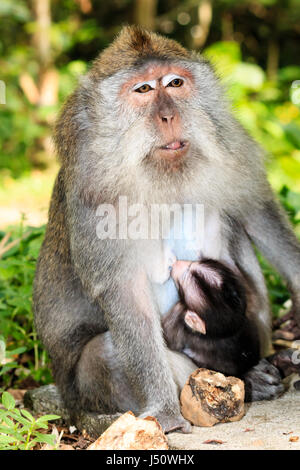 Mère et bébé Macaque de manger du crabe à Ubud, Bali Banque D'Images