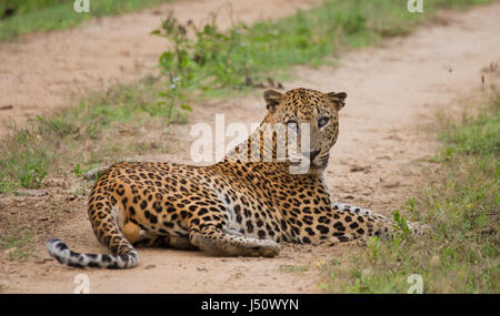 Léopard allongé sur l'herbe. Sri Lanka. Banque D'Images