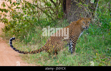 Léopard allongé sur l'herbe. Sri Lanka. Banque D'Images