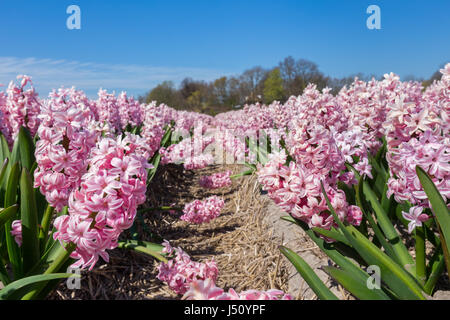 Champ de fleurs en printemps avec jacinthes roses en Hollande Banque D'Images