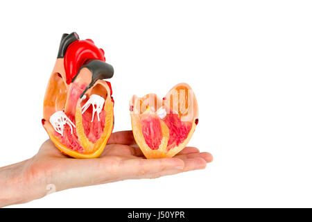 Part montrant l'intérieur du modèle coeur humain isolé sur fond blanc Banque D'Images