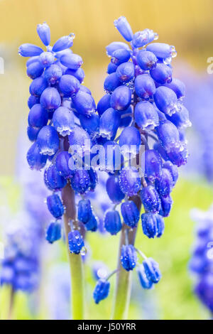 Deux muscaris bleus avec des gouttes d'eau au printemps Banque D'Images