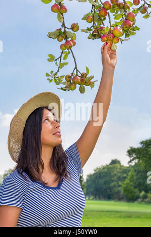 Colombian Woman picking pommes rouges d'apple tree Banque D'Images