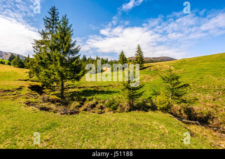 Ruisseau de montagne flux entre les épinettes. paysage de forêt sur pré herbeux sous le ciel bleu avec des nuages météo printemps serein. Banque D'Images