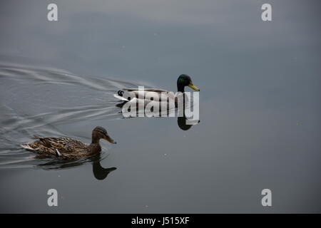 Couple de canards colverts et canards sauvages dans la nature Banque D'Images