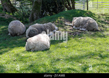 Le mouton dort sur un après-midi chaud. Banque D'Images