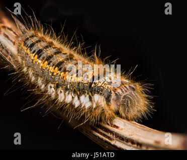 Dung fly on grass Banque D'Images