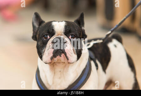 Bouledogue français noir et blanc, en regardant la caméra. Tête portrait bouledogue Banque D'Images