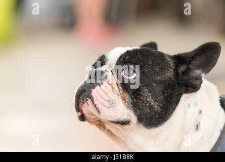 Bouledogue français noir, jusqu'à la tête de Bouledogue.portrait Banque D'Images