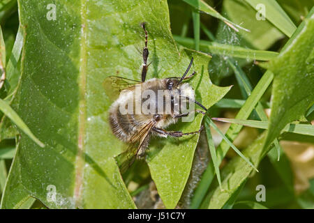 Fleurs mâles à pieds velus (Anthophora plumipes abeille) Banque D'Images