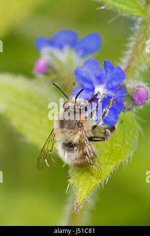 Fleurs à pieds velus mâles se nourrissent d'abeilles orcanette vert Banque D'Images