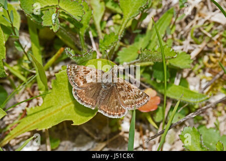 Dingy Skipper (Erynnis tages) Banque D'Images