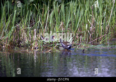 Deux poules d'eau La construction d'un nid sur le Forth and Clyde canal Banque D'Images