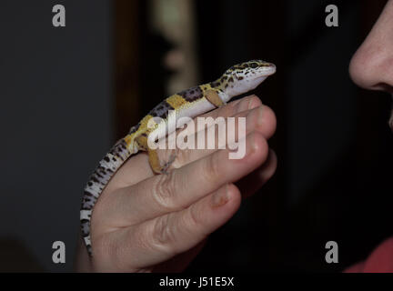 Gecko Léopard juvénile (Eublepharius macularius) Banque D'Images