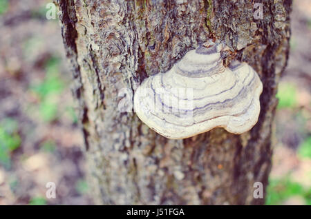 Les champignons sur un arbre dans une forêt libre au printemps Banque D'Images