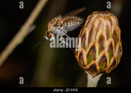 Assis sur un moustique macro bouton floral Banque D'Images