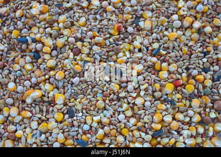 L'alimentation des oiseaux une variété de millet, graines de tournesol, maïs concassé et d'autres graines utilisées comme aliments pour oiseaux. Banque D'Images