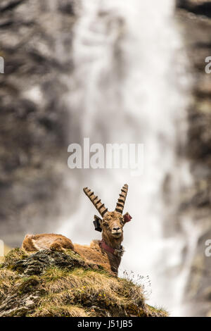 Un Bouquetin des Alpes dans le Parc National de la Vanoise de France dans les Alpes Françaises Banque D'Images
