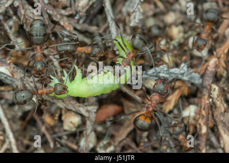 Close-up of les fourmis des bois (Formica rufa) exerçant son nid de chenille verte Banque D'Images