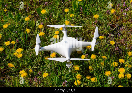 Krasnodar, Russie - le 14 avril 2017 : Quadrocopter DJI Phantom 4 est sur une clairière avec des fleurs de pissenlit. Banque D'Images