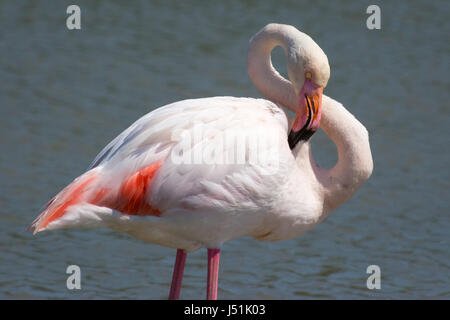 Un flamant rose preens c'est plumes Banque D'Images