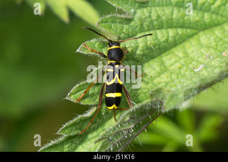 Scarabée de guêpe (Clytus arietis), un scarabée de longhorn imitant la guêpe, Royaume-Uni Banque D'Images