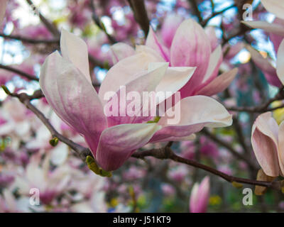 Rose Blanc Magnolia x Soulangeana fleurissent au début du printemps Jardin Banque D'Images