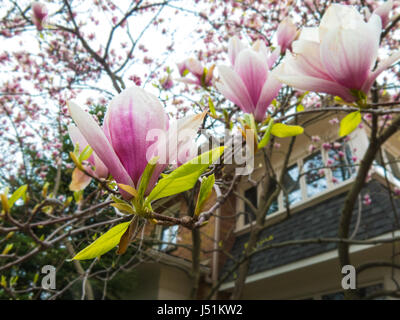 Rose Blanc Magnolia x Soulangeana fleurissent au début du printemps Jardin Banque D'Images