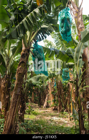 Plantation de bananes Banque D'Images