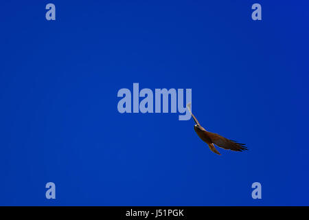 Red-tailed hawk planeur dans le ciel Banque D'Images