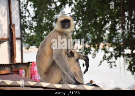 Singe en Inde Banque D'Images