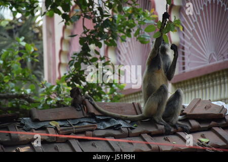 Singe en Inde Banque D'Images